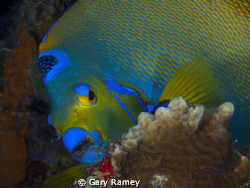 Busy Queen Angel Fish by Gary Ramey 